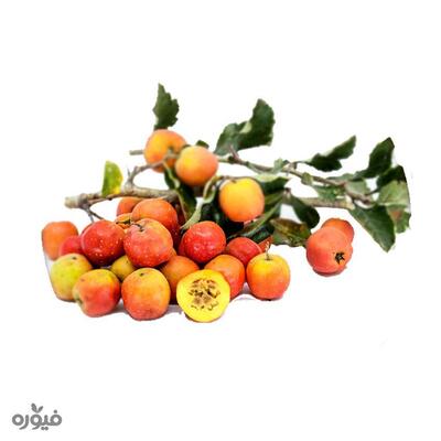 فروش زالزالک