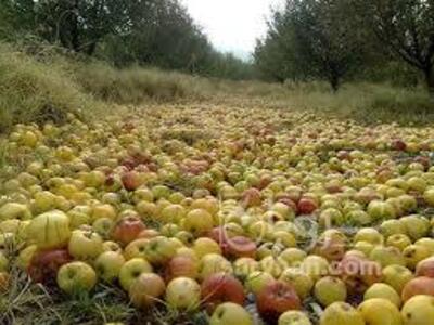 فروش سیب ضایعاتی