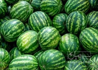 فروش هندوانه گرد