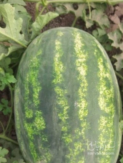 فروش هندوانه بیضی