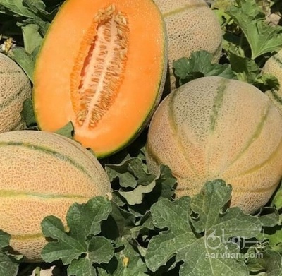 فروش طالبی جانا