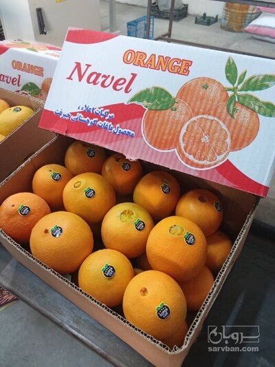 فروش پرتقال