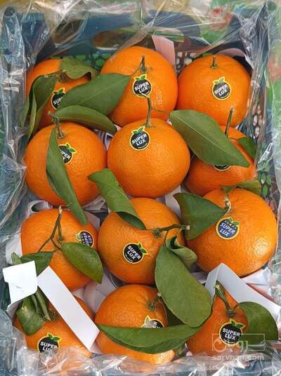 فروش نارنگی