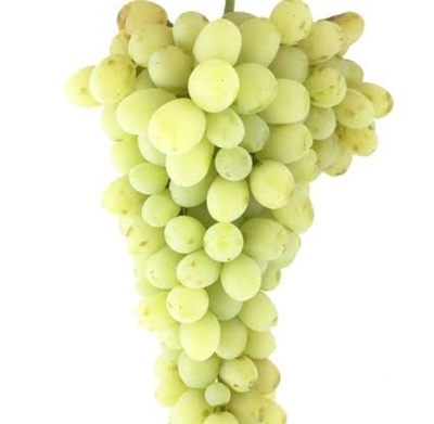 فروش انگور