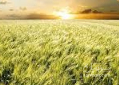 فروش گندم