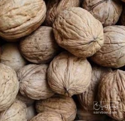 فروش گردو