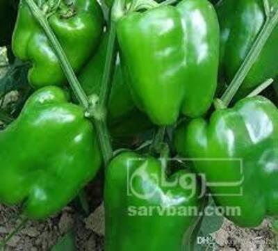 فروش فلفل دلمه ای