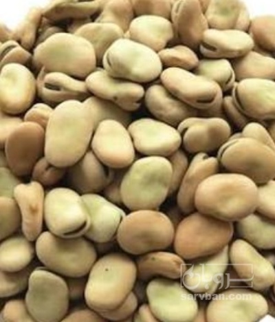 فروش باقلا تازه - باقالی - باقالا