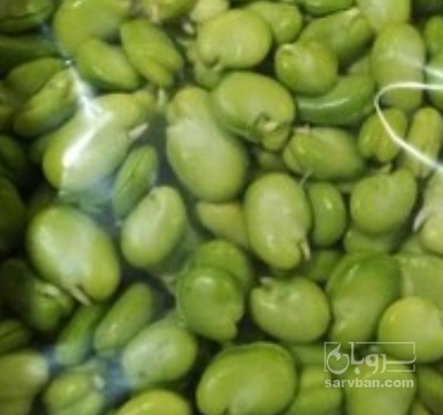 فروش باقلا تازه - باقالی - باقالا