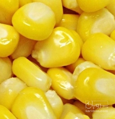 فروش ذرت