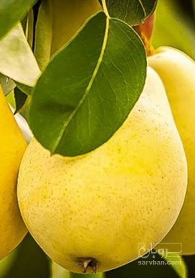 فروش گلابی بیروتی