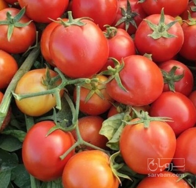 فروش گوجه فرنگی فلات