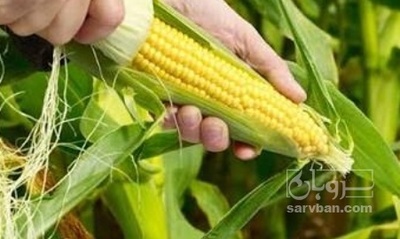 فروش ذرت