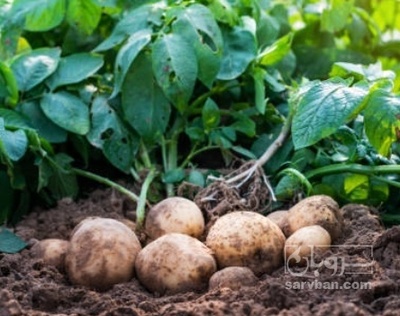 فروش سیب زمینی جلی