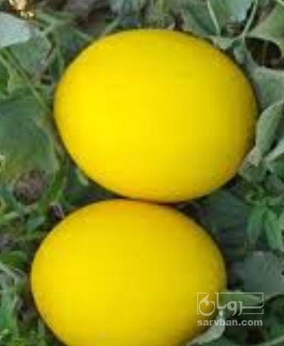 فروش خربزه شیرازی