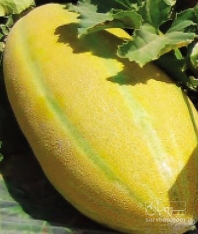 فروش خربزه مشهدی