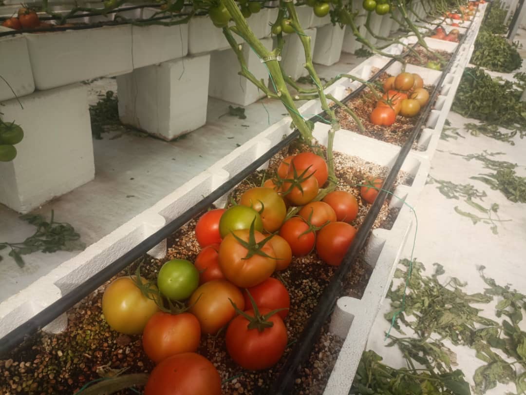 فروش گوجه فرنگی