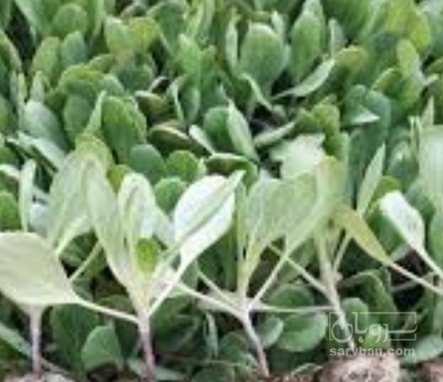 فروش نشا کلم برگ سفید