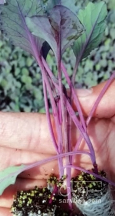 فروش نشا کلم برگ بنفش