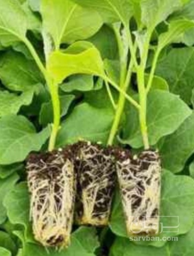 فروش نشا کلم بروکلی