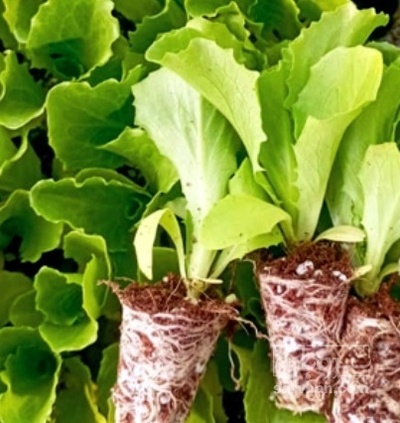 فروش نشا کاهو