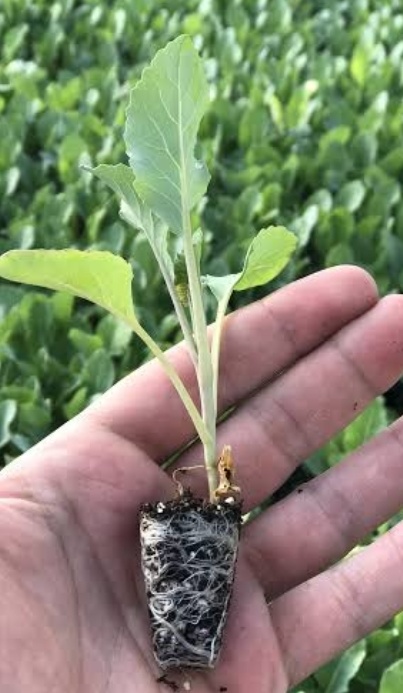 فروش نشا کاهو