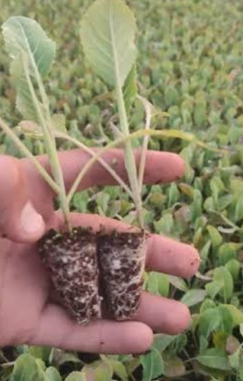 فروش نشا گل کلم