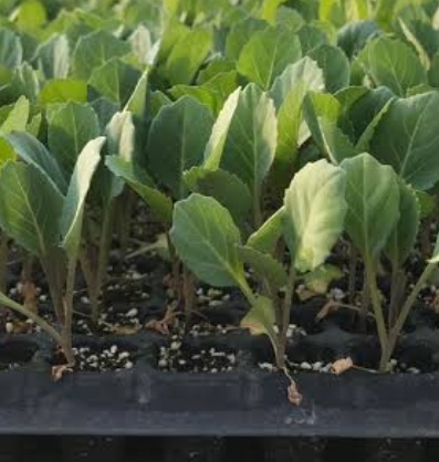 فروش کلم برگی بنفش