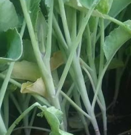 فروش کلم برگی سفید