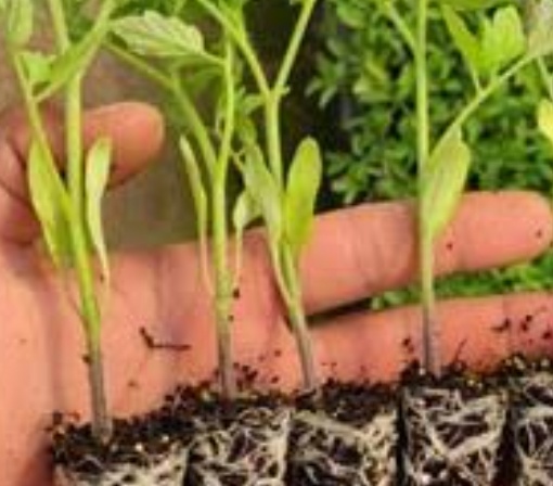 فروش نشا گوجه فرنگی