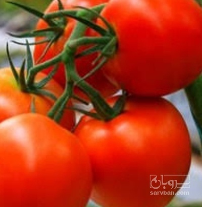 فروش گوجه فرنگی بروبیو