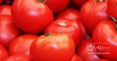 فروش گوجه فرنگی بروبیو