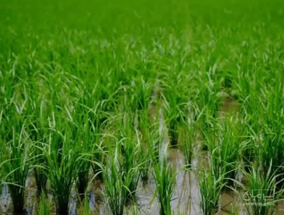 فروش شالی برنج ندا