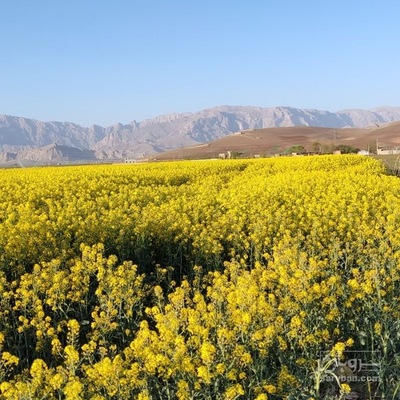 فروش کلزا