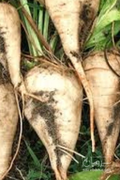 فروش چغندر قند