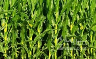 فروش چاپر ذرت - سیلاژ ذرت