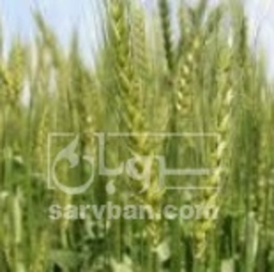فروش پسته