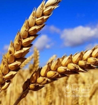 فروش  گندم
