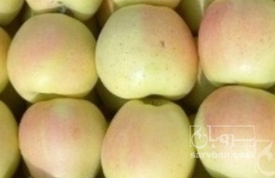 فروش سیب زرد