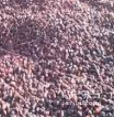 فروش خرما ضایعاتی