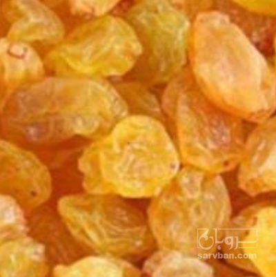 فروش کشمش گلدن