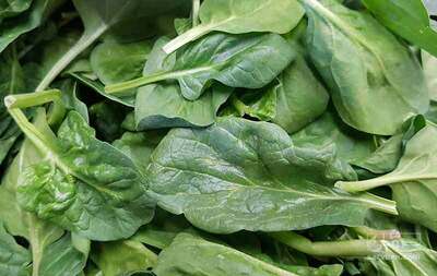 فروش اسفناج