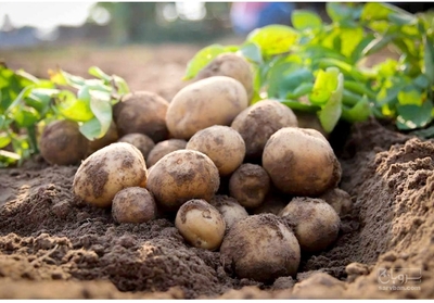 فروش سیب زمینی