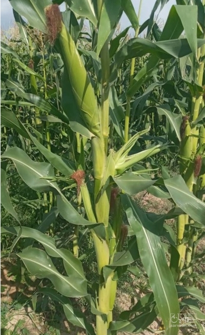 فروش چاپر ذرت - سیلاژ ذرت