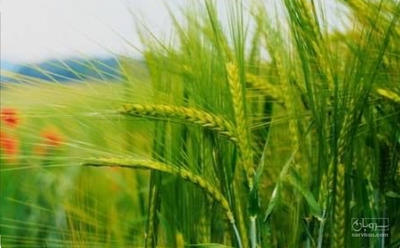 فروش گندم