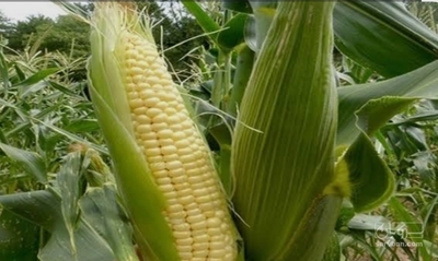 فروش چاپر ذرت - سیلاژ ذرت