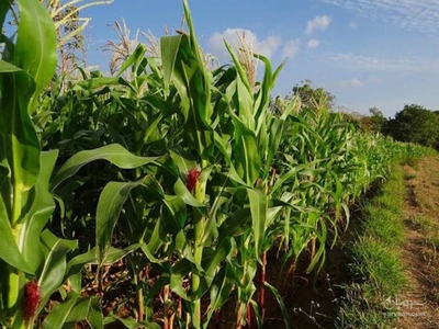 فروش چاپر ذرت - سیلاژ ذرت