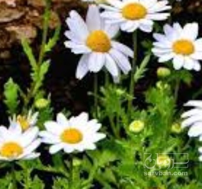 فروش بابونه (گیاه‌ دارویی)