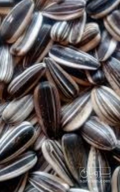 فروش تخمه آفتابگردان دورسفید بود داده