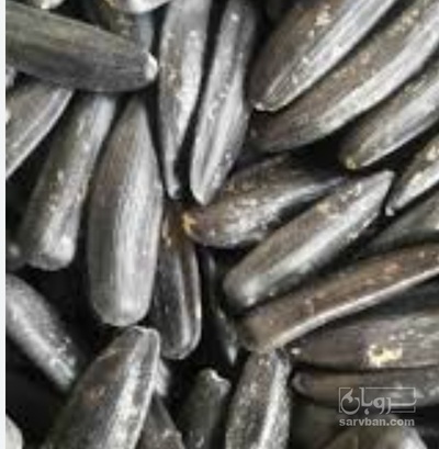 فروش تخمه آفتابگردان شمشیری  بود داده